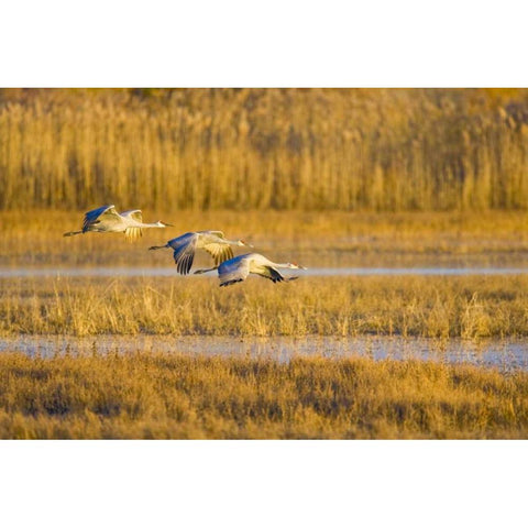 New Mexico Greater sandhill cranes landing Black Modern Wood Framed Art Print by Lord, Fred