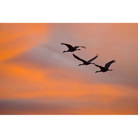 New Mexico Greater sandhill cranes leaving nest Gold Ornate Wood Framed Art Print with Double Matting by Lord, Fred