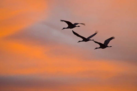 New Mexico Greater sandhill cranes leaving nest White Modern Wood Framed Art Print with Double Matting by Lord, Fred