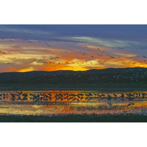 New Mexico Sandhill cranes and snow geese Black Modern Wood Framed Art Print by Lord, Fred