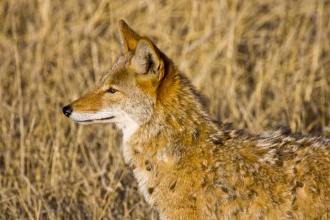 New Mexico Coyote stalking ducks on pond White Modern Wood Framed Art Print with Double Matting by Lord, Fred