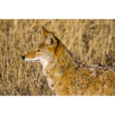 New Mexico Coyote stalking ducks on pond White Modern Wood Framed Art Print by Lord, Fred