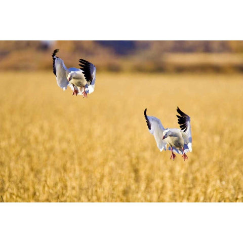 New Mexico Two snow geese landing in corn field White Modern Wood Framed Art Print by Lord, Fred