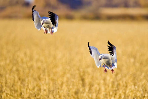 New Mexico Two snow geese landing in corn field White Modern Wood Framed Art Print with Double Matting by Lord, Fred