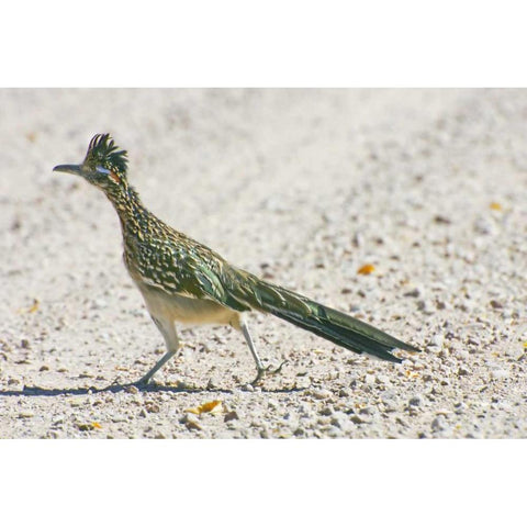 New Mexico Greater roadrunner crossing road Black Modern Wood Framed Art Print by Lord, Fred