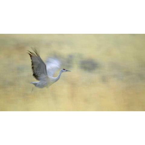 New Mexico Abstract of sandhill crane running Black Modern Wood Framed Art Print by Morris, Arthur