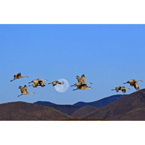 New Mexico Sandhill cranes and a  full moon Black Modern Wood Framed Art Print by Illg, Cathy and Gordon