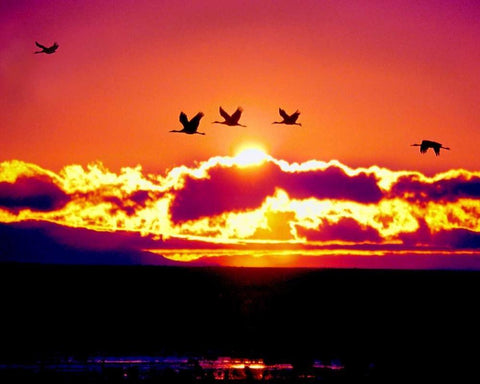 New Mexico Sandhill cranes flying through sunset White Modern Wood Framed Art Print with Double Matting by Kelley, David
