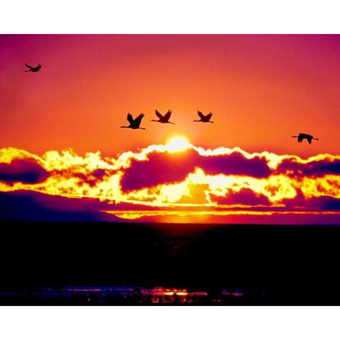 New Mexico Sandhill cranes flying through sunset Black Modern Wood Framed Art Print by Kelley, David