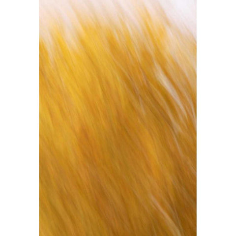 New Mexico Abstract of blurred cottonwood trees Black Modern Wood Framed Art Print with Double Matting by Morris, Arthur