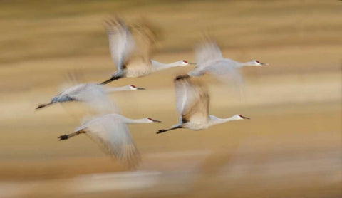 New Mexico Sandhill cranes fly in blurred Black Ornate Wood Framed Art Print with Double Matting by Morris, Arthur