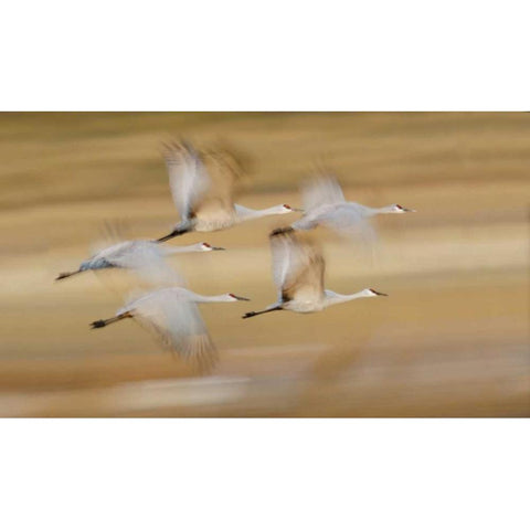 New Mexico Sandhill cranes fly in blurred Black Modern Wood Framed Art Print by Morris, Arthur