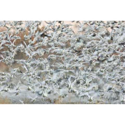 New Mexico Snow geese blast off from a pond Black Modern Wood Framed Art Print by Grall, Don