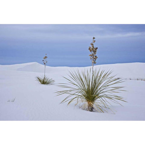 New Mexico, White Sands NM Yucca on sand dunes Gold Ornate Wood Framed Art Print with Double Matting by Grall, Don