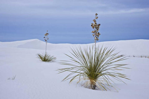 New Mexico, White Sands NM Yucca on sand dunes White Modern Wood Framed Art Print with Double Matting by Grall, Don