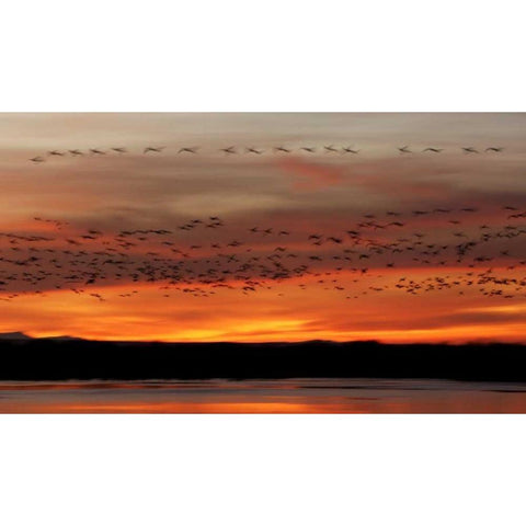 New Mexico Snow geese fly in a blur at sunrise Black Modern Wood Framed Art Print by Morris, Arthur