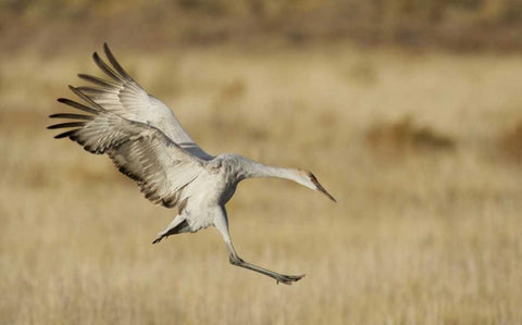 New Mexico Sandhill crane landing Black Ornate Wood Framed Art Print with Double Matting by Morris, Arthur