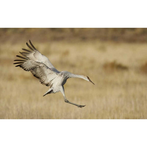 New Mexico Sandhill crane landing Black Modern Wood Framed Art Print with Double Matting by Morris, Arthur