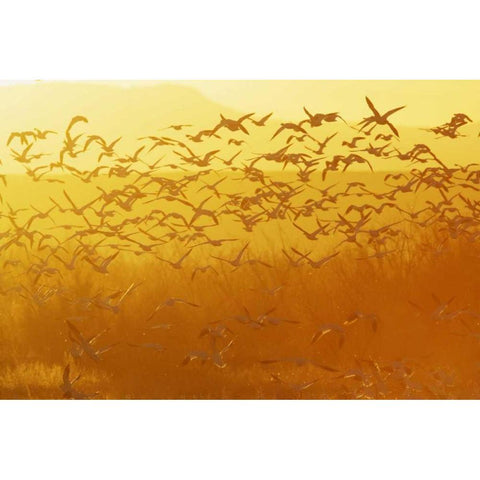 New Mexico Snow geese taking flight Black Modern Wood Framed Art Print by Morris, Arthur