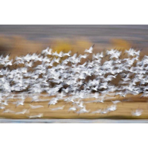 New Mexico Blur of snow geese taking flight Gold Ornate Wood Framed Art Print with Double Matting by Morris, Arthur