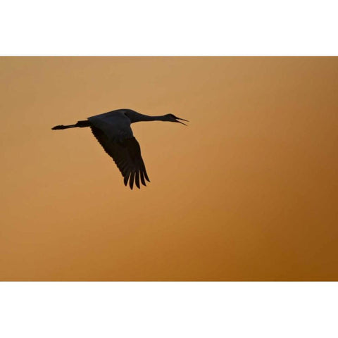 New Mexico Lone sandhill goose flying at sunset Black Modern Wood Framed Art Print with Double Matting by Lord, Fred