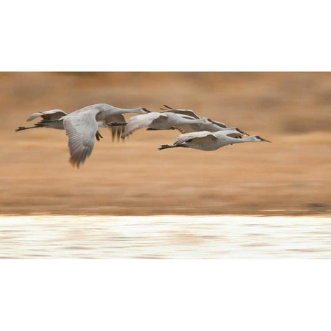 New Mexico Group of sandhill geese flying Gold Ornate Wood Framed Art Print with Double Matting by Lord, Fred