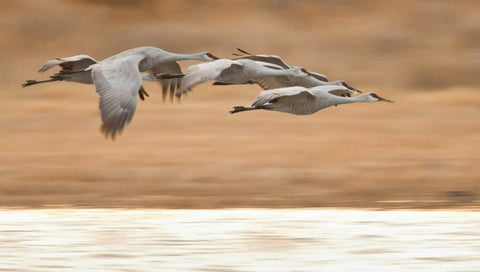 New Mexico Group of sandhill geese flying White Modern Wood Framed Art Print with Double Matting by Lord, Fred