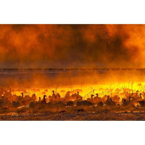 New Mexico Snow geese in foggy sunrise Black Modern Wood Framed Art Print with Double Matting by Illg, Cathy and Gordon