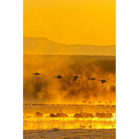 New Mexico, Bosque Del Apache Sandhill cranes Black Modern Wood Framed Art Print by Illg, Cathy and Gordon
