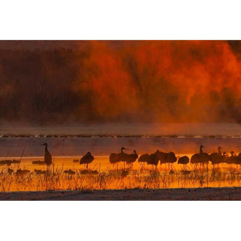New Mexico, Bosque Del Apache Sandhill cranes White Modern Wood Framed Art Print by Illg, Cathy and Gordon