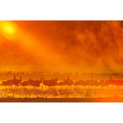 New Mexico, Bosque Del Apache Sandhill cranes Black Modern Wood Framed Art Print by Illg, Cathy and Gordon