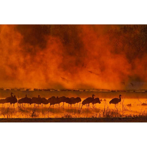 New Mexico, Bosque Del Apache Sandhill cranes Black Modern Wood Framed Art Print by Illg, Cathy and Gordon