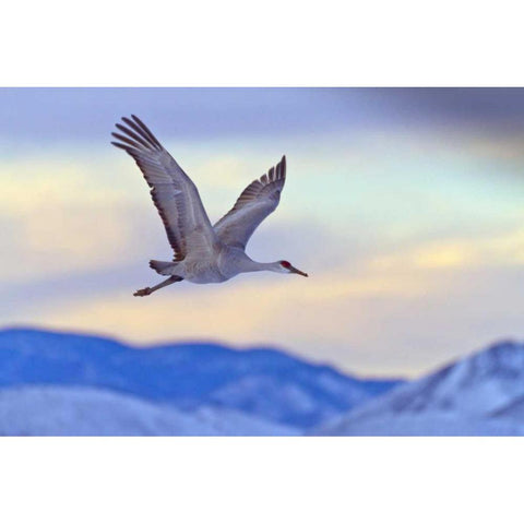 New Mexico Sandhill crane flying at sunset Black Modern Wood Framed Art Print by Illg, Cathy and Gordon