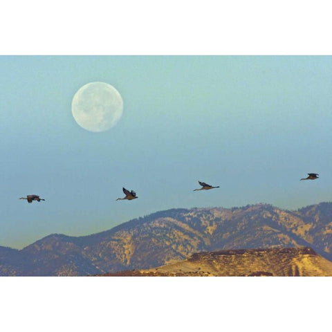 New Mexico Sandhill cranes flying by full moon Black Modern Wood Framed Art Print by Illg, Cathy and Gordon
