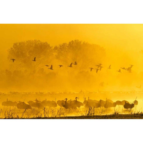 New Mexico Sandhill cranes and snow geese in fog Black Modern Wood Framed Art Print by Illg, Cathy and Gordon