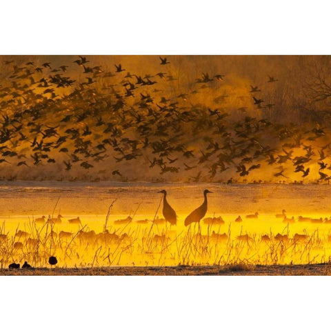 New Mexico Sandhill cranes and snow geese in fog Gold Ornate Wood Framed Art Print with Double Matting by Illg, Cathy and Gordon