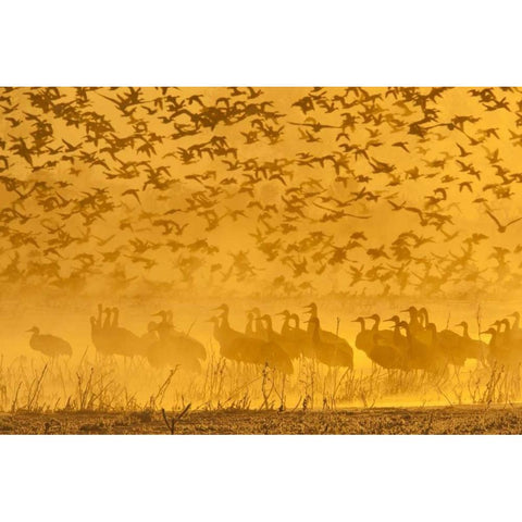 New Mexico Sandhill cranes-snow geese Black Modern Wood Framed Art Print by Illg, Cathy and Gordon
