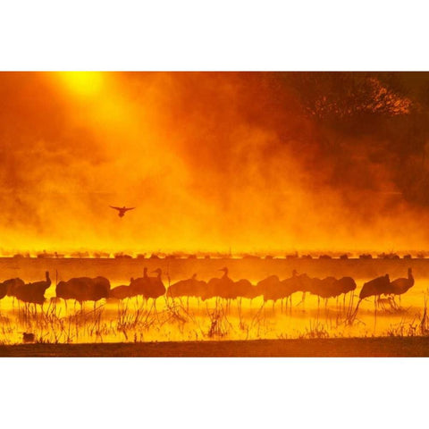 New Mexico Sandhill cranes in sunrise fog Black Modern Wood Framed Art Print by Illg, Cathy and Gordon