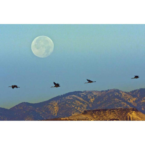 New Mexico Sandhill cranes fly by full moon Black Modern Wood Framed Art Print with Double Matting by Illg, Cathy and Gordon