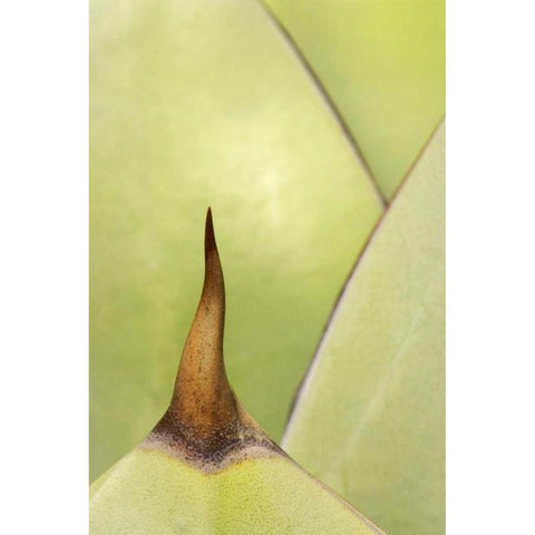 USA, Southwest Close-up of thorn on agave plant Black Modern Wood Framed Art Print with Double Matting by Flaherty, Dennis