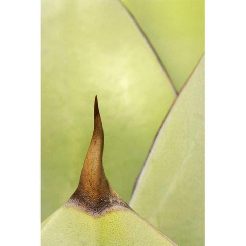 USA, Southwest Close-up of thorn on agave plant White Modern Wood Framed Art Print by Flaherty, Dennis