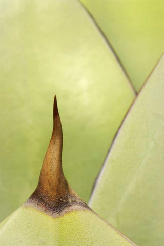 USA, Southwest Close-up of thorn on agave plant White Modern Wood Framed Art Print with Double Matting by Flaherty, Dennis