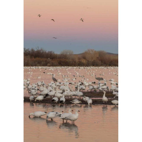New Mexico snow geese twilight wedge Black Modern Wood Framed Art Print by Illg, Cathy and Gordon