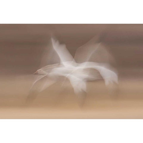 New Mexico snow goose in flight blur Black Modern Wood Framed Art Print by Illg, Cathy and Gordon