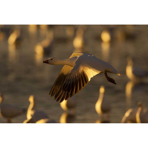 New Mexico Snow goose in flight Black Modern Wood Framed Art Print by Illg, Cathy and Gordon