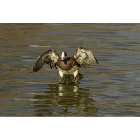 New Mexico American wigeon landing White Modern Wood Framed Art Print by Illg, Cathy and Gordon