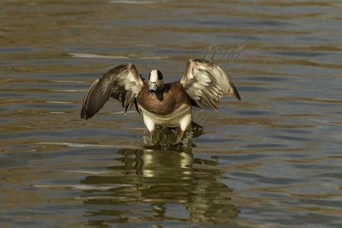 New Mexico American wigeon landing Black Ornate Wood Framed Art Print with Double Matting by Illg, Cathy and Gordon