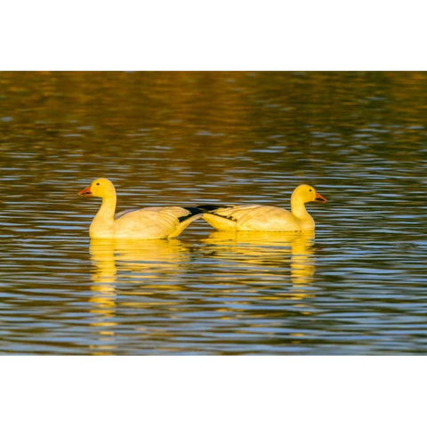 New Mexico, Bosque Del Apache NWR snow geese Gold Ornate Wood Framed Art Print with Double Matting by Illg, Cathy and Gordon