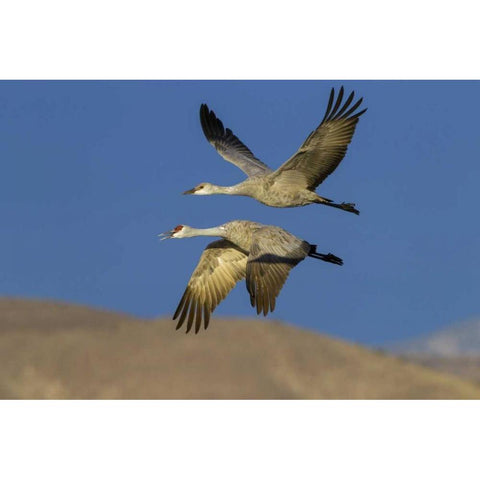 New Mexico Sandhill cranes in flight Black Modern Wood Framed Art Print by Illg, Cathy and Gordon