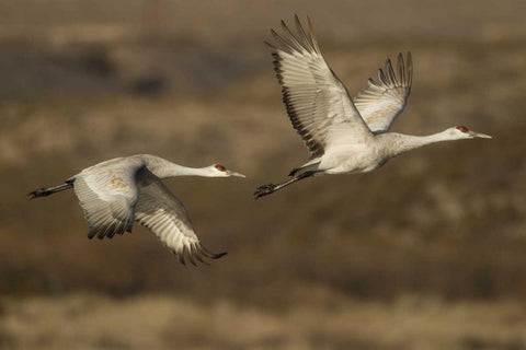 New Mexico Sandhill cranes in flight Black Ornate Wood Framed Art Print with Double Matting by Illg, Cathy and Gordon